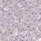 Prefoldin Subunit 6 antibody, PA5-60207, Invitrogen Antibodies, Immunohistochemistry frozen image 