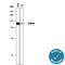 Heat Shock Protein 90 Alpha Family Class B Member 1 antibody, MAB3286, R&D Systems, Western Blot image 