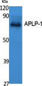Amyloid Beta Precursor Like Protein 1 antibody, STJ96423, St John