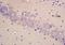 Tryptophan Hydroxylase 2 antibody, orb1279, Biorbyt, Immunohistochemistry paraffin image 