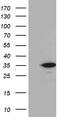 Cyclin Dependent Kinase 2 Interacting Protein antibody, TA812283, Origene, Western Blot image 
