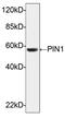 Peptidylprolyl Cis/Trans Isomerase, NIMA-Interacting 1 antibody, LS-C203020, Lifespan Biosciences, Western Blot image 