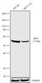 Receptor Interacting Serine/Threonine Kinase 3 antibody, 702660, Invitrogen Antibodies, Western Blot image 