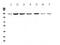 Structural Maintenance Of Chromosomes 6 antibody, A01554-1, Boster Biological Technology, Western Blot image 