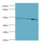 WD Repeat Domain, Phosphoinositide Interacting 1 antibody, MBS1499885, MyBioSource, Western Blot image 