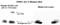 Parkinsonism Associated Deglycase antibody, TA301508, Origene, Western Blot image 