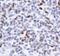 Spi-1 Proto-Oncogene antibody, PA5-17505, Invitrogen Antibodies, Immunohistochemistry frozen image 