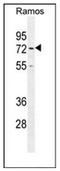 Hyaluronan mediated motility receptor antibody, AP52063PU-N, Origene, Western Blot image 