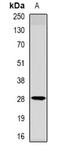 Methyltransferase Like 7A antibody, orb341450, Biorbyt, Western Blot image 