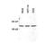 Checkpoint Kinase 1 antibody, MBS395671, MyBioSource, Western Blot image 