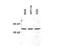 Checkpoint Kinase 1 antibody, MBS395671, MyBioSource, Western Blot image 