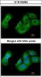 UDP-N-Acetylglucosamine Pyrophosphorylase 1 antibody, LS-C185548, Lifespan Biosciences, Immunocytochemistry image 