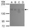 Lysine Demethylase 6A antibody, NBP2-43665, Novus Biologicals, Western Blot image 
