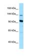 USO1 Vesicle Transport Factor antibody, orb331288, Biorbyt, Western Blot image 
