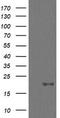 Ubiquitin Conjugating Enzyme E2 G2 antibody, TA505239S, Origene, Western Blot image 