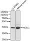 NudE Neurodevelopment Protein 1 Like 1 antibody, GTX54566, GeneTex, Western Blot image 