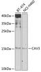 Caveolin 3 antibody, 23-393, ProSci, Western Blot image 