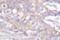 C-Terminal Src Kinase antibody, LS-C176592, Lifespan Biosciences, Immunohistochemistry frozen image 