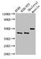 Tripartite Motif Containing 39 antibody, CSB-PA881029LA01HU, Cusabio, Western Blot image 