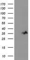 DGU antibody, CF503502, Origene, Western Blot image 