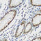 Tau Tubulin Kinase 2 antibody, LS-C349266, Lifespan Biosciences, Immunohistochemistry paraffin image 