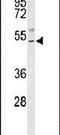 Basic Leucine Zipper Nuclear Factor 1 antibody, PA5-26605, Invitrogen Antibodies, Western Blot image 