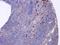 C-X-C Motif Chemokine Ligand 16 antibody, GTX632502, GeneTex, Immunohistochemistry paraffin image 