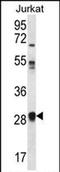 Olfactory Receptor Family 11 Subfamily L Member 1 antibody, PA5-71716, Invitrogen Antibodies, Western Blot image 