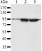 Spermatogenesis Associated 20 antibody, PA5-50575, Invitrogen Antibodies, Western Blot image 