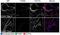 Influenza A H1N1 Nucleoprotein antibody, NB100-56570, Novus Biologicals, Immunohistochemistry paraffin image 