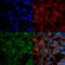 Brain Derived Neurotrophic Factor antibody, 56572, QED Bioscience, Immunocytochemistry image 