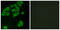 G Protein-Coupled Receptor 180 antibody, GTX87760, GeneTex, Immunofluorescence image 