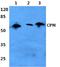 Carboxypeptidase M antibody, A01650-1, Boster Biological Technology, Western Blot image 