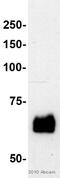 Paxillin antibody, ab32084, Abcam, Western Blot image 