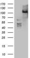 Protein Kinase D3 antibody, LS-C339653, Lifespan Biosciences, Western Blot image 