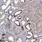 Chromosome 11 Open Reading Frame 86 antibody, NBP1-93940, Novus Biologicals, Immunohistochemistry frozen image 