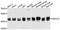 DnaJ Heat Shock Protein Family (Hsp40) Member A1 antibody, A11602, ABclonal Technology, Western Blot image 