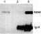 TNF Receptor Superfamily Member 11a antibody, MA1-41048, Invitrogen Antibodies, Western Blot image 