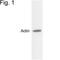 Actin Alpha Cardiac Muscle 1 antibody, MA1-744, Invitrogen Antibodies, Western Blot image 