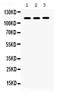 NLR family CARD domain-containing protein 4 antibody, PA5-79739, Invitrogen Antibodies, Western Blot image 