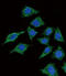Lecithin-Cholesterol Acyltransferase antibody, abx034549, Abbexa, Flow Cytometry image 