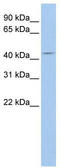 Autophagy Related 4A Cysteine Peptidase antibody, TA329502, Origene, Western Blot image 