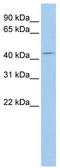 Cysteine protease ATG4A antibody, TA329502, Origene, Western Blot image 