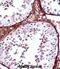 T-Box 5 antibody, abx028228, Abbexa, Immunohistochemistry frozen image 