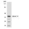 Olfactory Receptor Family 4 Subfamily C Member 15 antibody, LS-C200354, Lifespan Biosciences, Western Blot image 