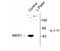 MEK1/2 antibody, TA309168, Origene, Western Blot image 