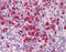 Elastase, Neutrophil Expressed antibody, 51-862, ProSci, Immunohistochemistry frozen image 