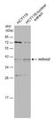 Transcription factor Ovo-like 2 antibody, GTX120220, GeneTex, Western Blot image 