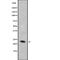 Transmembrane BAX Inhibitor Motif Containing 4 antibody, abx219014, Abbexa, Western Blot image 