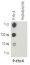 RNA Polymerase II Subunit A antibody, NBP1-49546, Novus Biologicals, Dot Blot image 